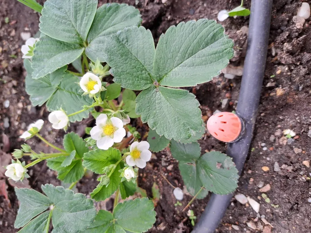 Macro-opname van een bloeiende aardbeiplant met druppelbevloeiing tussen de bladeren.