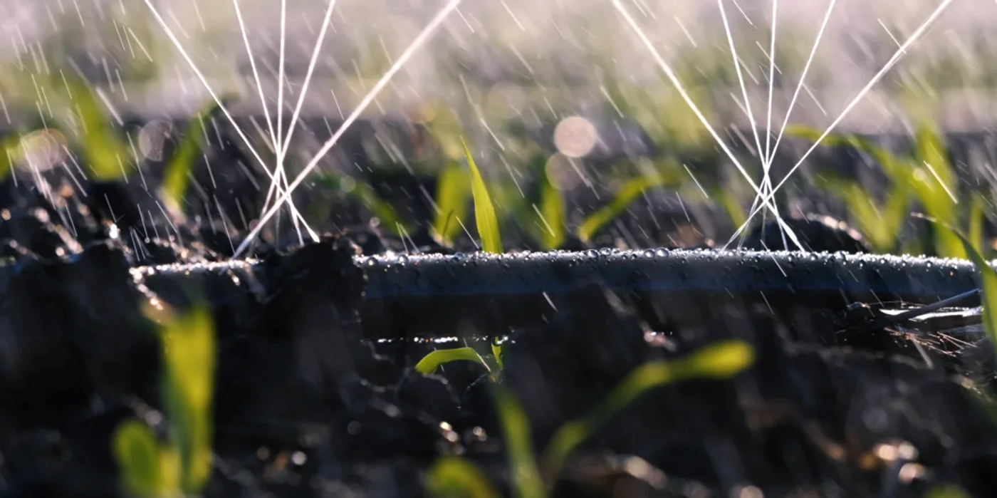 Druppelbevloeiing verspreidt fijn water over jonge groene scheuten in gouden tegenlicht.